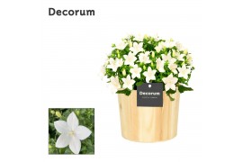 Campanula isoph. atlanta white decorum wood