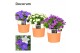 Campanula mix decorum terracotta 