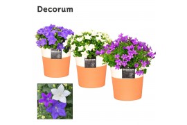 Campanula mix decorum terracotta