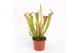Sarracenia velvet 