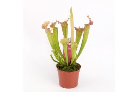 Sarracenia velvet