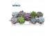 Echeveria mix 9 soorten 
