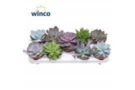Echeveria mix 9 soorten