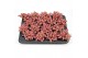 Fittonia forest flame 