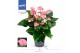 Anthurium andr. joli 
