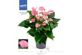 Anthurium andr. joli