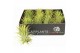 Tillandsia ionantha groen xxxl 
