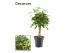 Schefflera arboricola gold capella vlecht decorum 