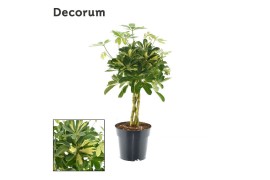 Schefflera arboricola gold capella vlecht decorum