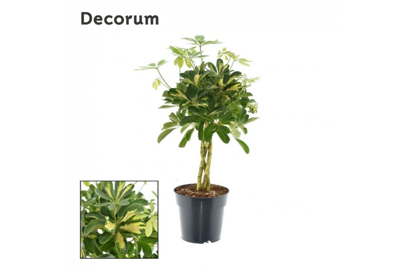 Schefflera arboricola gold capella vlecht decorum Schefflera arboricola gold capella vlecht decorum