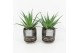 Aloe arborescens in maya pot 