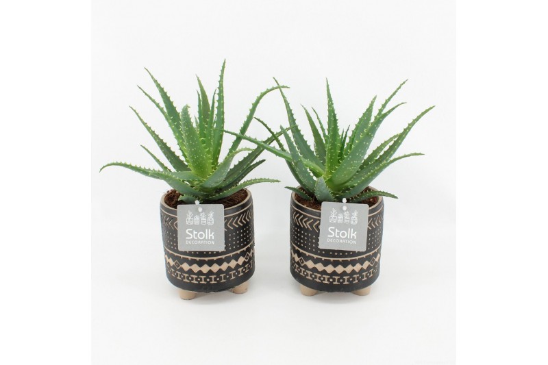 Aloe arborescens in maya pot 