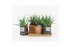 Aloe arborescens in maya pot 