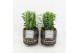 Euphorbia trigona in maya pot 