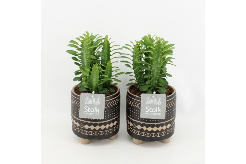 Euphorbia trigona in maya pot 