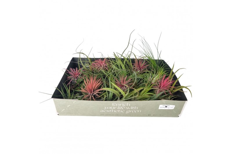 Tillandsia mix 101412 x25 