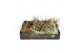 Tillandsia mix 101412 x25 