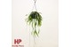 Pseudorhipsalis ramulosa red coral hp 