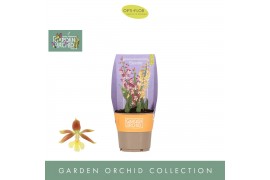 Calanthe Garden Orchid - Mix - 3+ tak