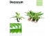 Philodendron narrow escape Philodendron Narrow Escape Feel Green (Deco 