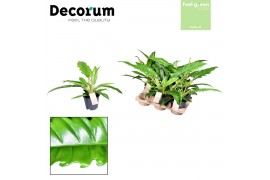 Philodendron narrow escape Philodendron Narrow Escape Feel Green (Deco