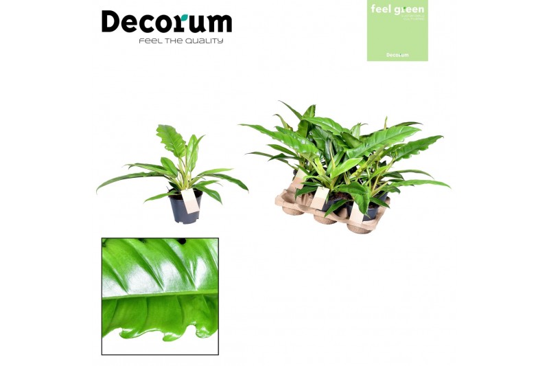 Philodendron narrow escape Philodendron Narrow Escape Feel Green (Deco Philodendron narrow escape Philodendron Narrow Escape Feel Green (Deco