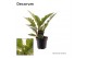 Philodendron Ring of Fire Philodendron narrow Ring of Fire P12 (Decoru 