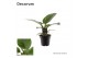 Philodendron imperial green Philodendron Imperial Green P12 (Decorum)  