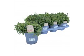 Origanum vulgare