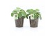 Pilea peperomioides in iron leaf 