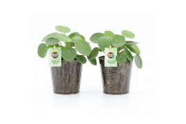 Pilea peperomioides in iron leaf