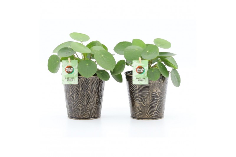 Pilea peperomioides in iron leaf 