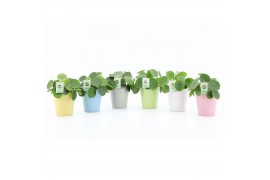 Pilea peperomioides in pastel keramiek