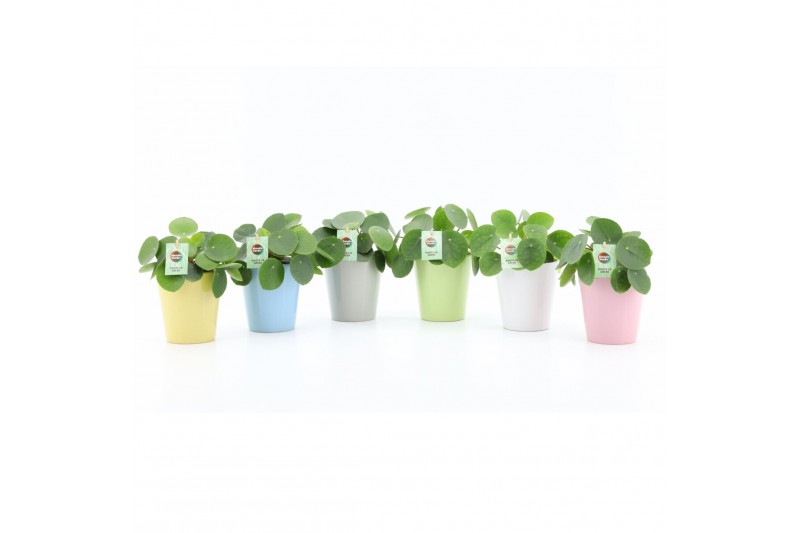 Pilea peperomioides in pastel keramiek 