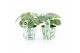 Pilea peperomioides in potcover bamboo 
