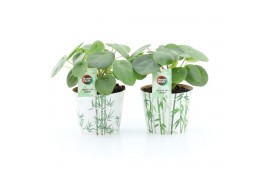 Pilea peperomioides in potcover bamboo