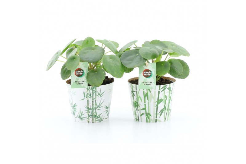 Pilea peperomioides in potcover bamboo 