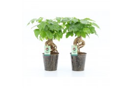 Radermachera sinica vertakt in iron leaf