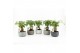 Radermachera sinica bonsai in classic stone schalen 
