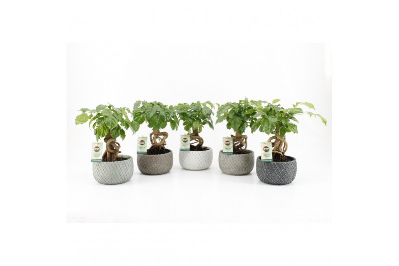 Radermachera sinica bonsai in classic stone schalen Radermachera sinica bonsai in classic stone schalen