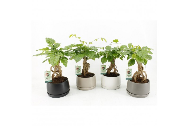 Radermachera sinica bonsai in shengzi schalen 