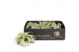 Tillandsia xerographica bonsai x8