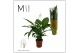 Spathiphyllum sweet chico 7+ bloem - Concorde hoes 