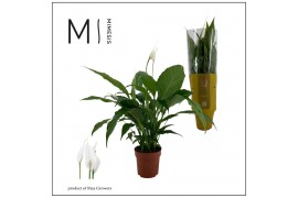 Spathiphyllum sweet chico 7+ bloem - Concorde hoes
