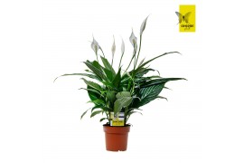 Spathiphyllum sweet benito 5+ bloem - Zonder hoes + etiket