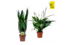 Spathiphyllum sweet benito 5+ bloem - Blanco hoes + Concorde etiket