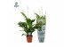 Spathiphyllum sweet chico 5+ bloem - AirSoPure hoes + etiket 