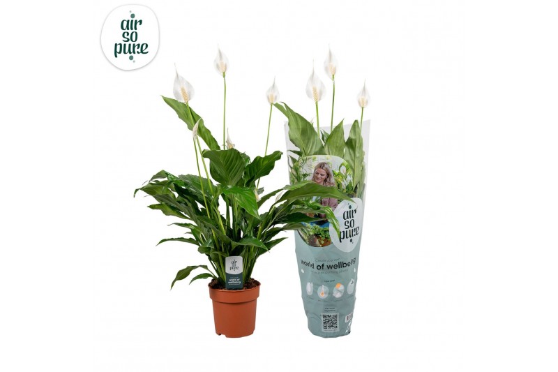 Spathiphyllum sweet chico 5+ bloem - AirSoPure hoes + etiket Spathiphyllum sweet chico 5+ bloem - AirSoPure hoes + etiket