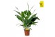 Spathiphyllum sweet chico 5+ bloem - Zonder hoes + Concorde etiket 