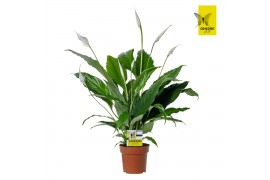 Spathiphyllum sweet chico 5+ bloem - Zonder hoes + Concorde etiket